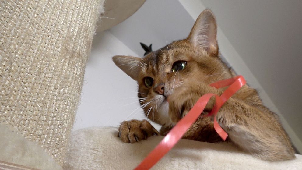 Katten Simba