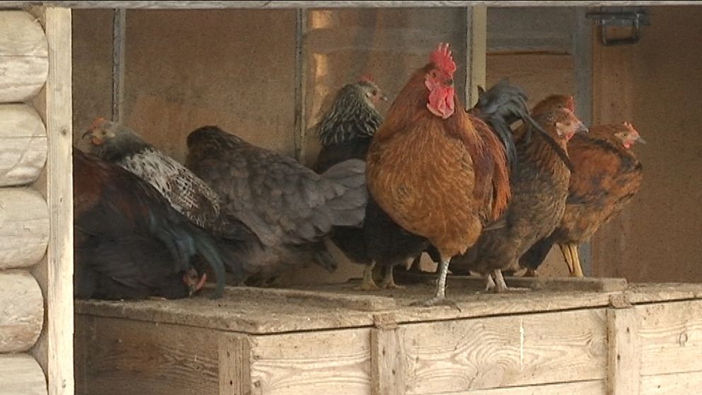 Höna, ny ras, Bjurholmshöna