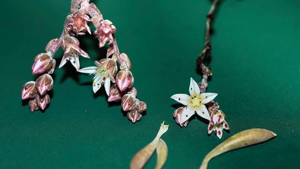 Växten Dudleya hendrixii har fått sitt namn från Jimi Hendrix.