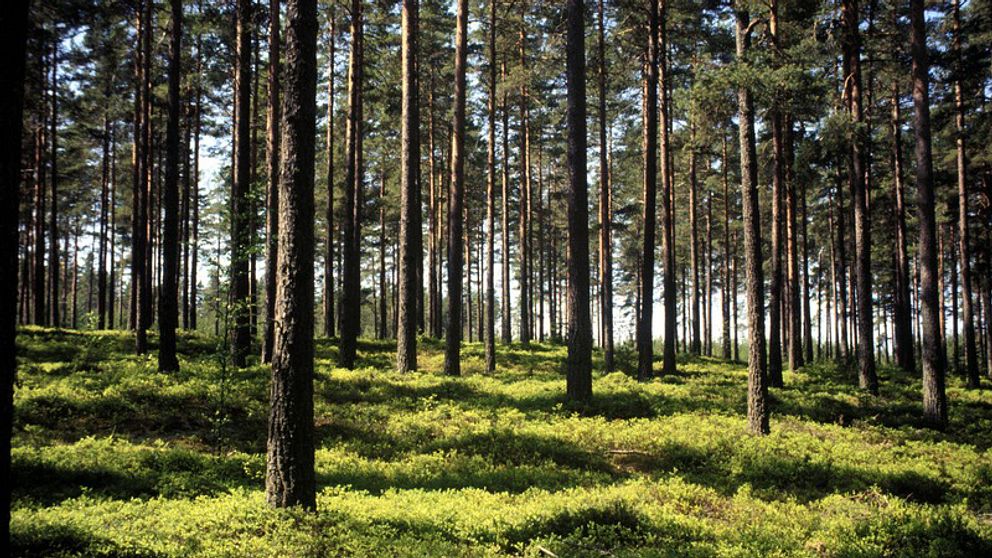 En bild på tallskog.