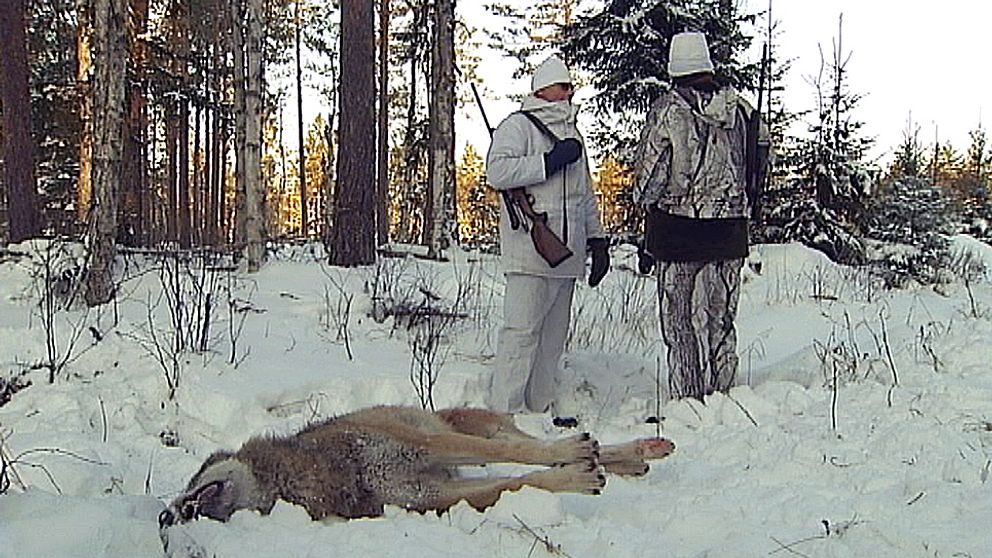Kammarrätten avslår Naturskyddsföreningens och Rovdjursföreningens överklaganden av årets vargjaktsbeslut.