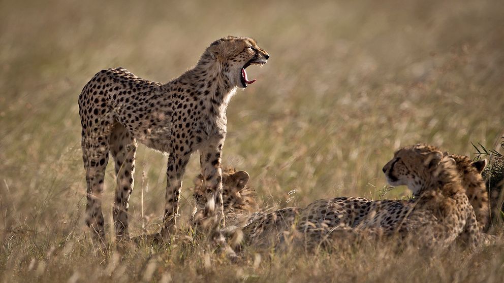 gepard