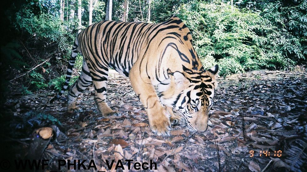 Tigerhanne fotograferad med kamerafälla i nationalparken Tesso Nilo på centrala Sumatra.