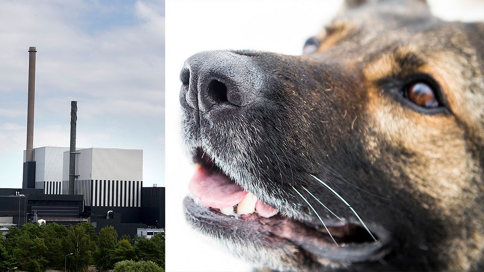 Kärnkraftverket OKG och en bild på en hund