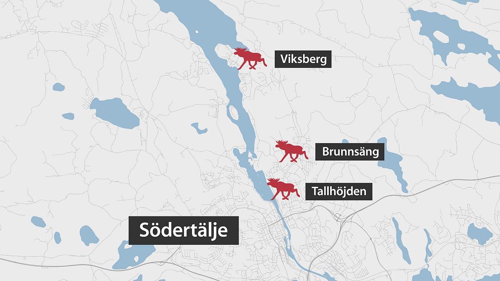 Räknar man med dagens incident har nu tre enskilda händelser inträffat då en älg gått till attack, i Södertäljeområdet.
