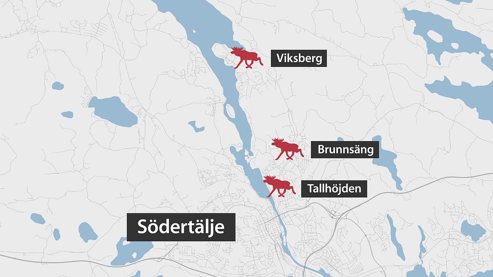 Totalt har fyra enskilda händelser inträffat då en älg gått till attack. Åtminstone tre av dem har inträffat på den östra siden av stan.