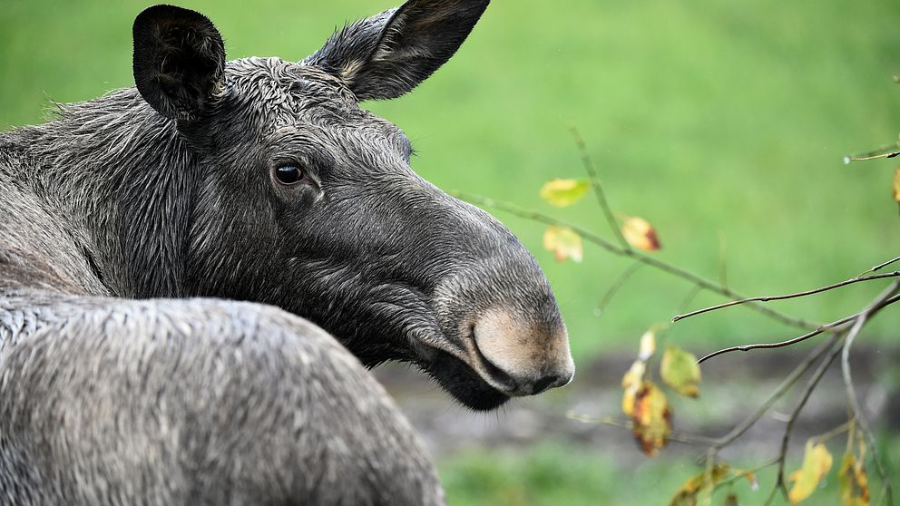 Ytterligare en älgattack har inträffat i Södertälje.