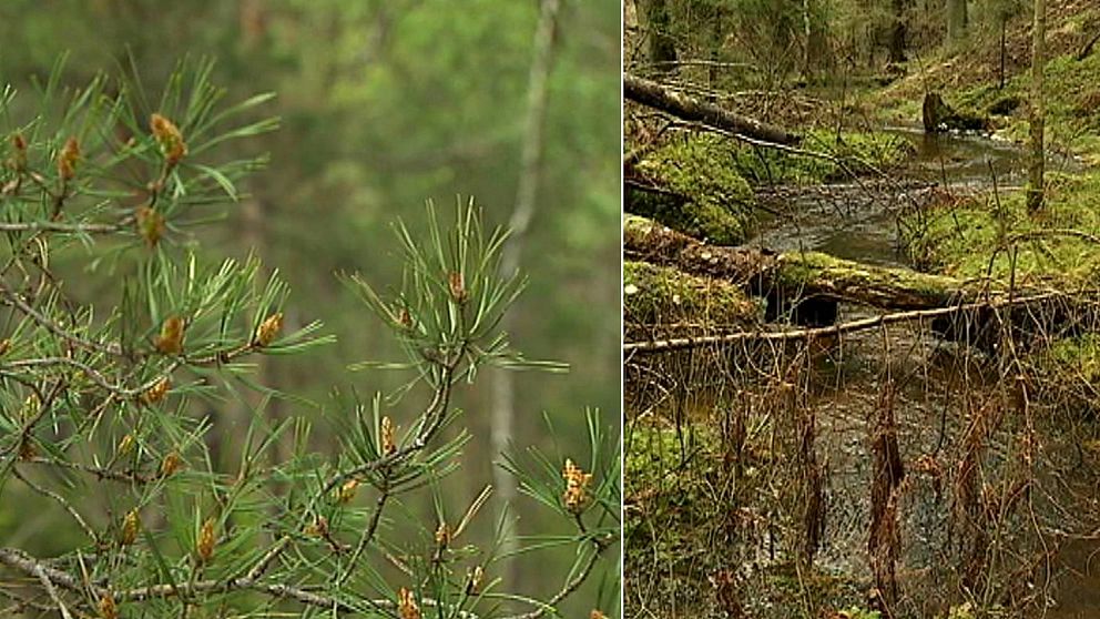 Vänster bild: Tallkvist med långa barr och små vårkottar. Vänster bild: Liten skogsbäck. Grön blöt mössa och nedfallna träd.