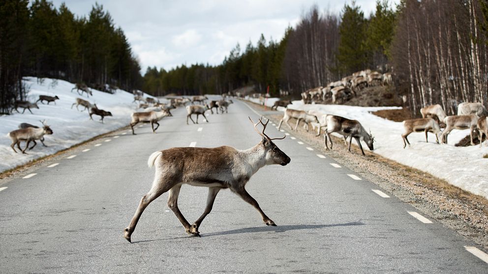 Renar på vägen, renflock, olycka