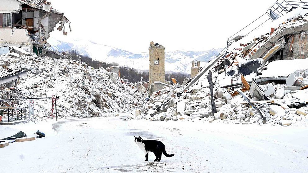 En stad med radmassor och snö och en katt.