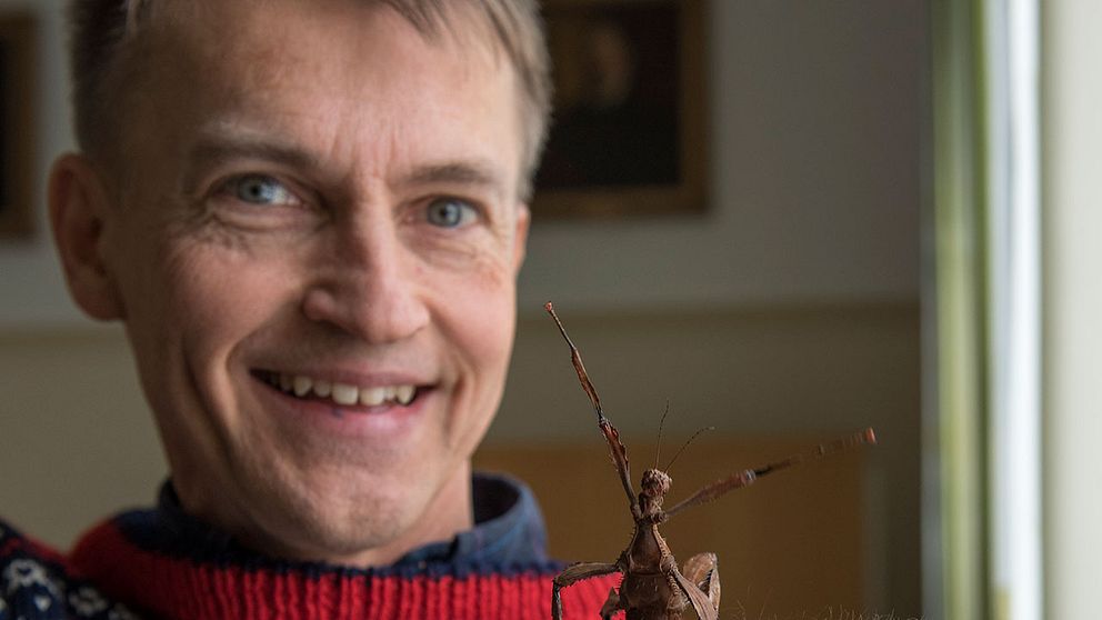 Fredrik Ronquist, professor, expert på insekter vid Naturhistoriska riksmuséet i Stockholm. Insekten på bilden är en vandrande pinne.
