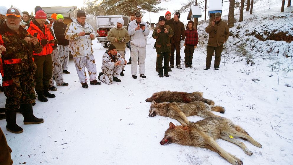 Totalt sköts tre vargar under lördagen, vilket betyder att det bara är en kvar att skjuta i Dalarna.