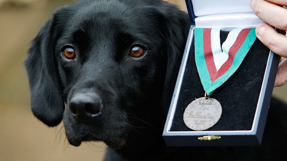 Arkivbild. Brittiska labradoren Treo fick 2010 medalj för sin insats som bombhund i Afghanistan.