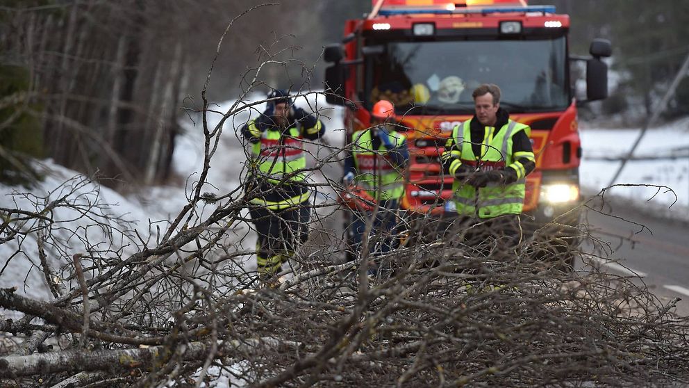 Fallande träd och lösa skyltar ställer till det i Sörmland | SVT Nyheter