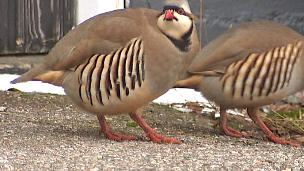 två annorlunda hönsfåglar med ränder på sidorna mm