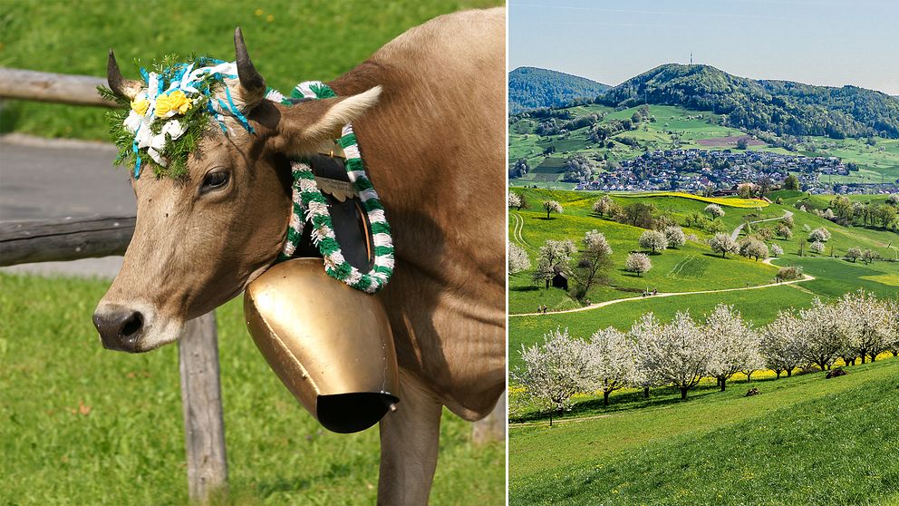 Gipf-Oberfrick, kommun i distriktet Laufenburg, Aargau, Schweiz.