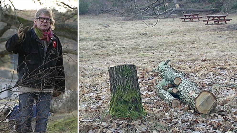 Kent Börjesson är upprörd över att många friska träd har huggits ner på Stora Amundön och kallar röjningen som Park och natur har gjort för en ”skövling”.
