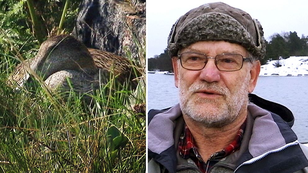 Kollage med ejder och Lennart Wahlén, ornitolog.