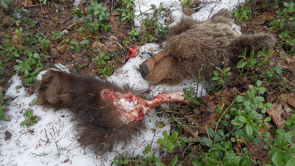 död björnunge