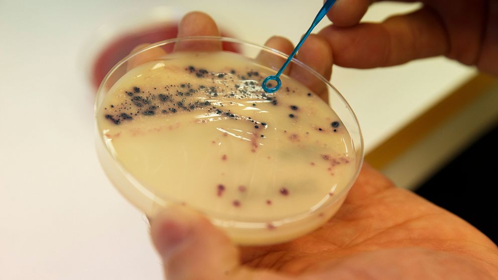 Resistenta bakterier sprider oro i Skåne