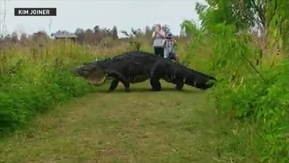 Jättelik alligator.