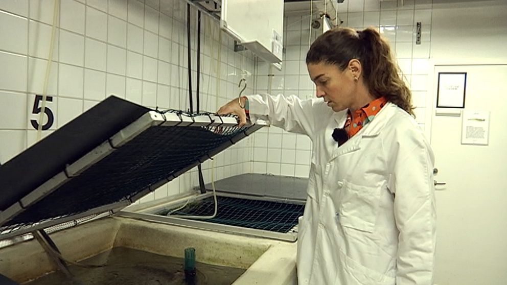 Bethanie Carney Almroth, forskare på Göteborgs universitet, matar fiskar med gummigranulat.