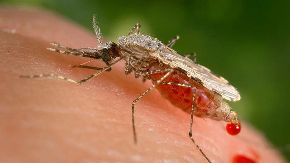 mygga malaria lundaforskare
