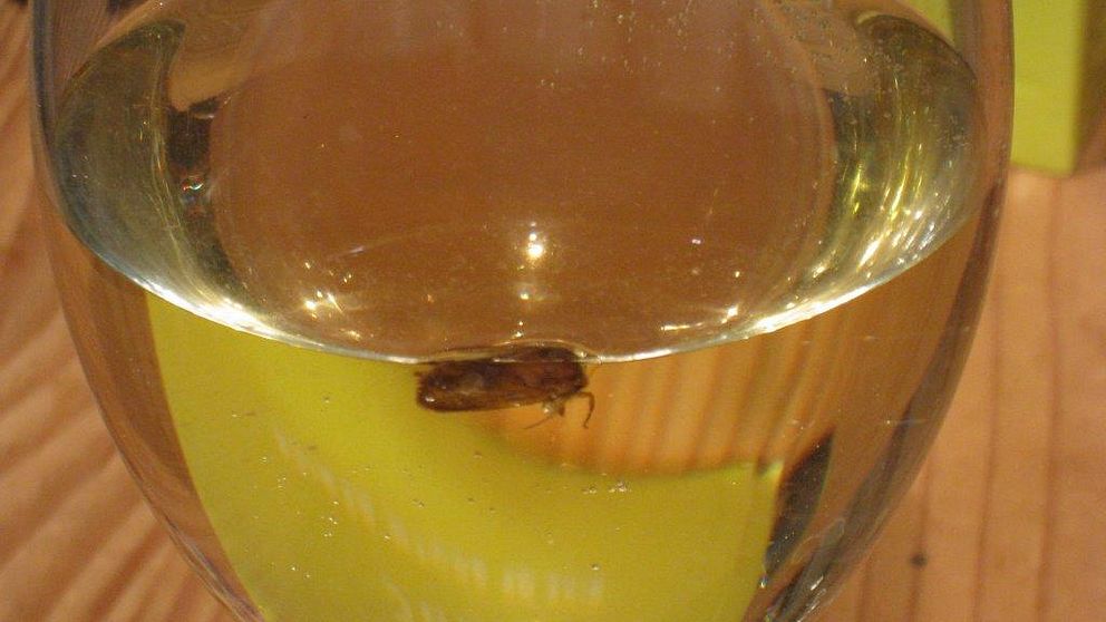 Insekt i ett glas vin