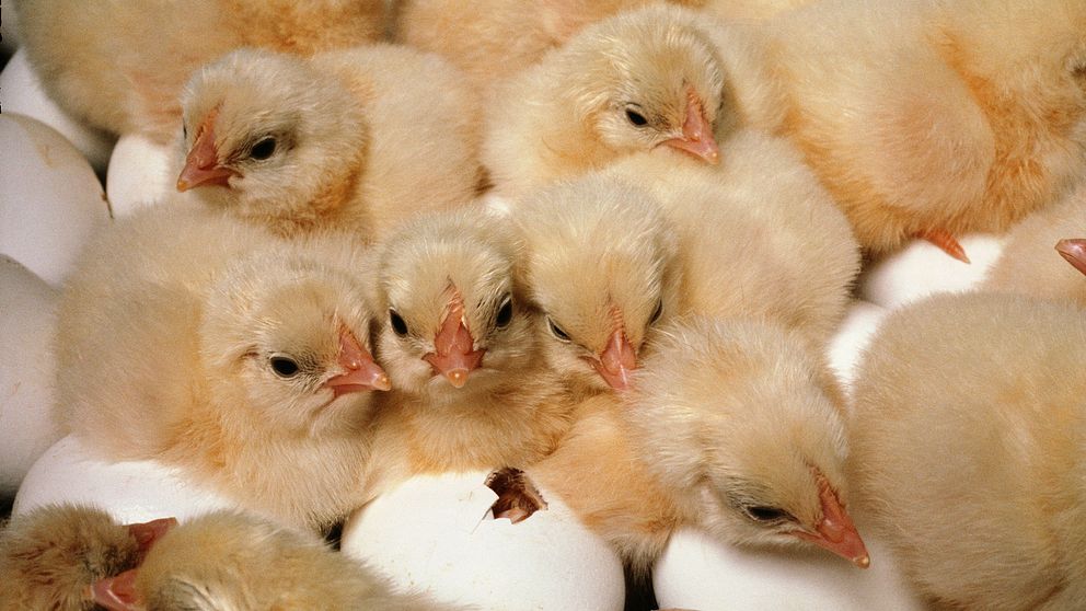 Nykläckta kycklingar.