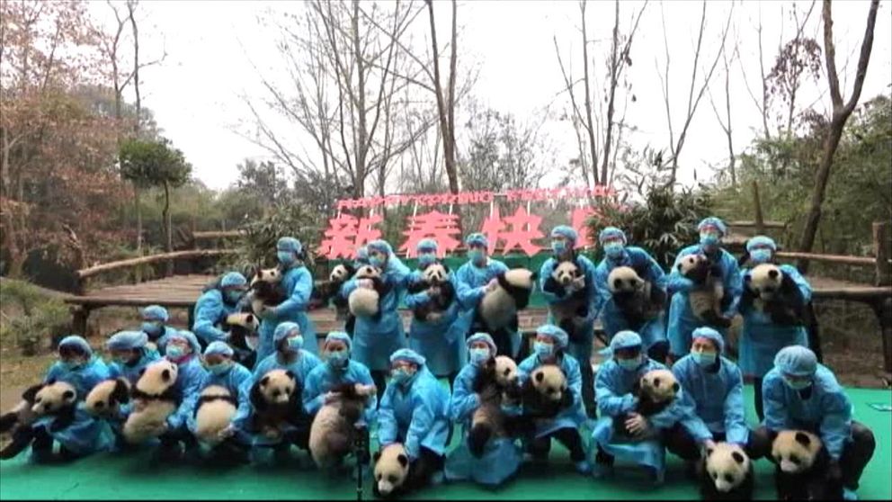 Gruppbild med pandaungar i Chengdu, Kina.