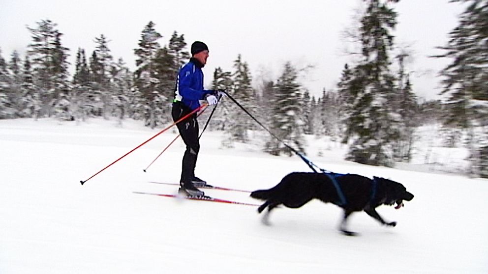 De tvåbenta försöker hålla jämn takt med sina fyrbenta kollegor