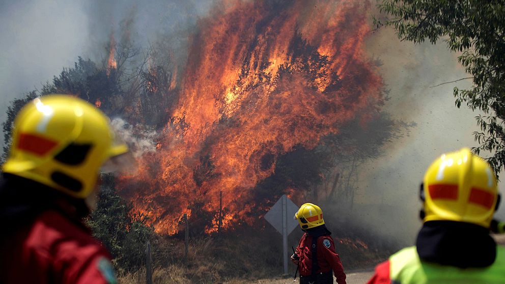 Brandmän i Biobio, i södra Chile.