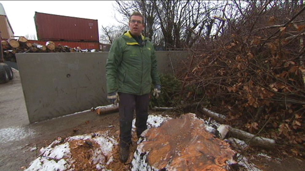 Trädfällaren Kim Poulsen slår larm om hur urinerande skadar Köpenhamns träd