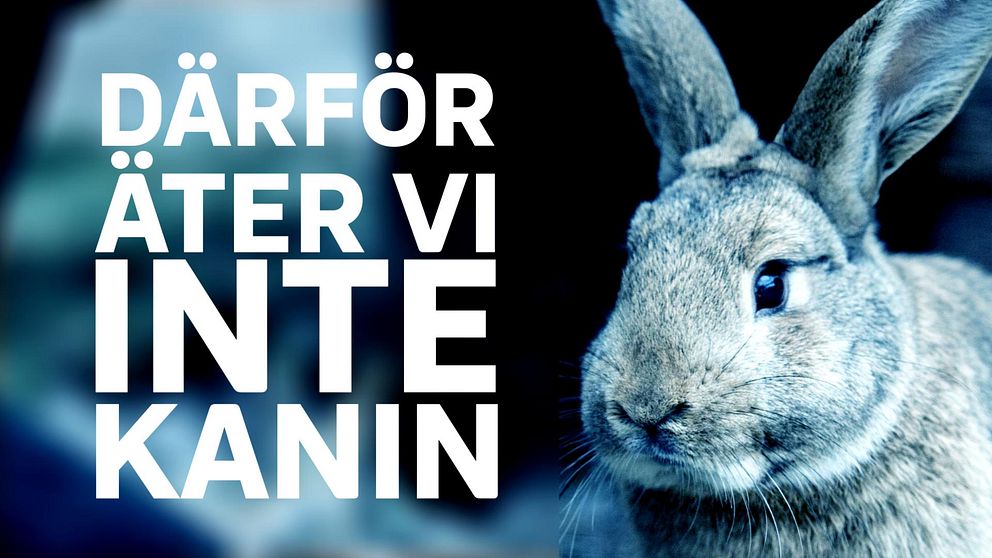 rubrik ”därför äter vi inte kanin”, kanin monochrom