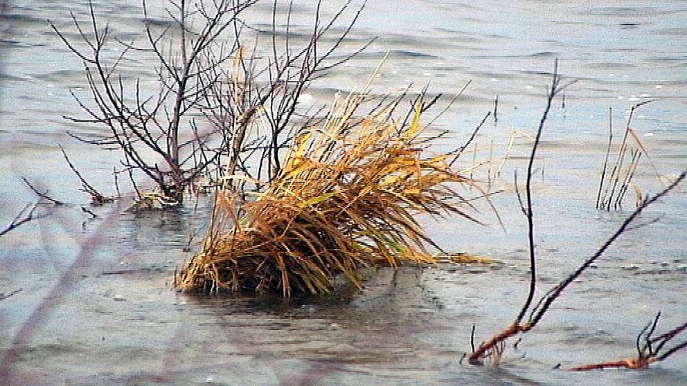 Växtlighet i vatten vid Vänerns strand