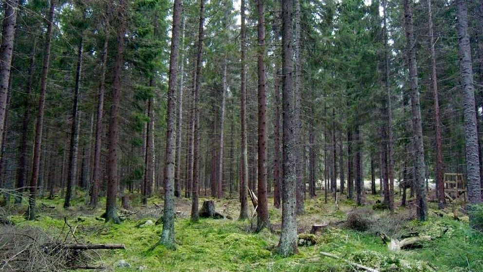 tallskog