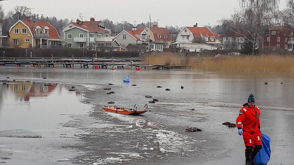 Kommunens tjänstemän samlar in döda änder på isen.