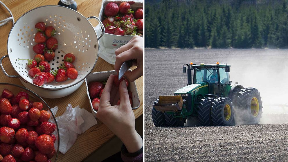 Jordgubbar och en traktor.