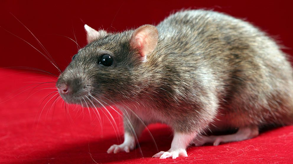 Råttor användes i studien