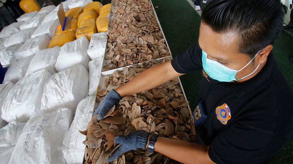 En thailändsk tulltjänsteman med en del av beslaget av tre ton myrkottefjäll.