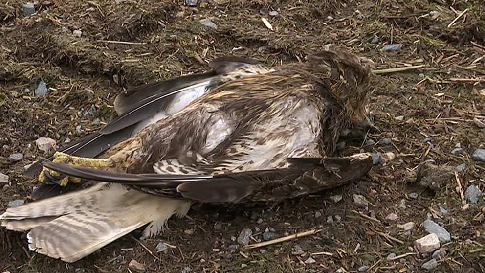 Nu hoppas ornitologerna på olika lösningar för att minska fågeldöden.