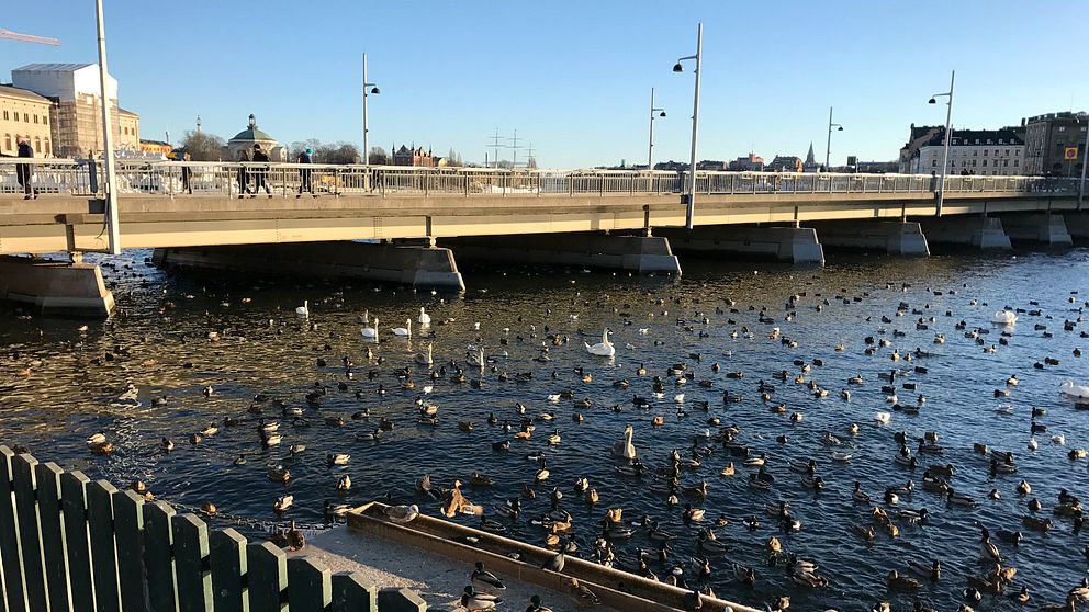 De döda svanar som hittats vid Stockholms ström hade drabbats av fågelinfluensa.