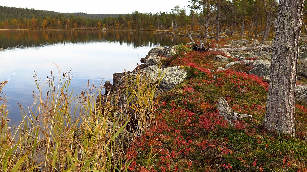 Bassegielas i Arjeplogs kommun är ett av länets kommande naturreservat.