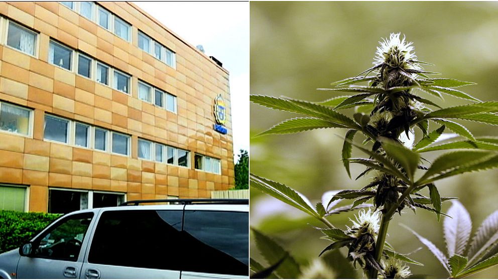 En stark cannabisdoft sprider sig i Trollhättans polishus.