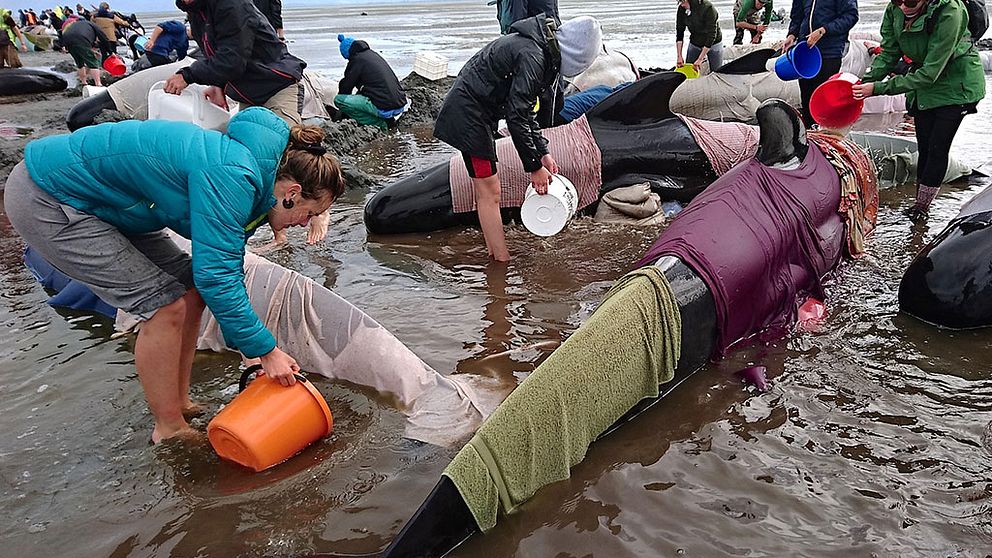 Hundratals valar strandade på Nya Zeeland
