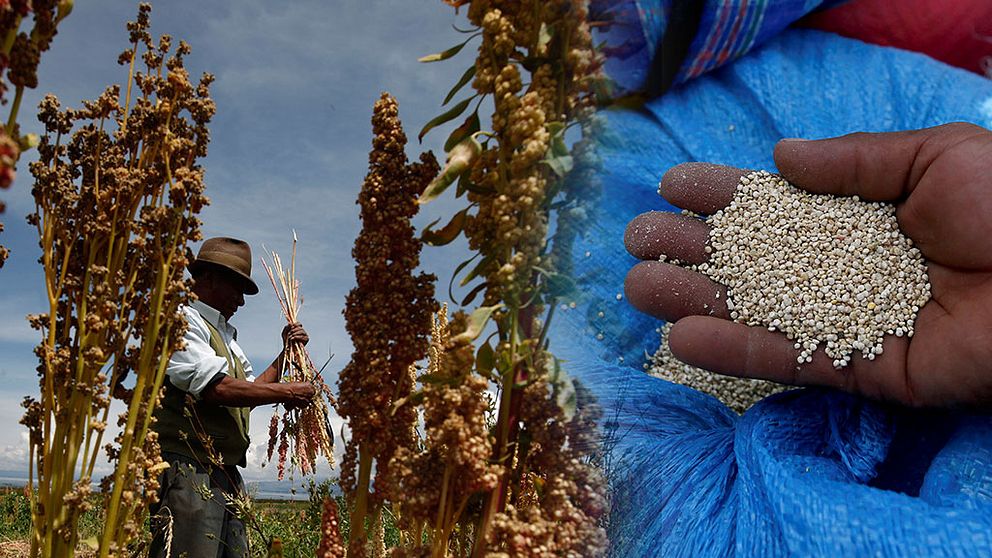 Quinoa kan föda världens hungriga