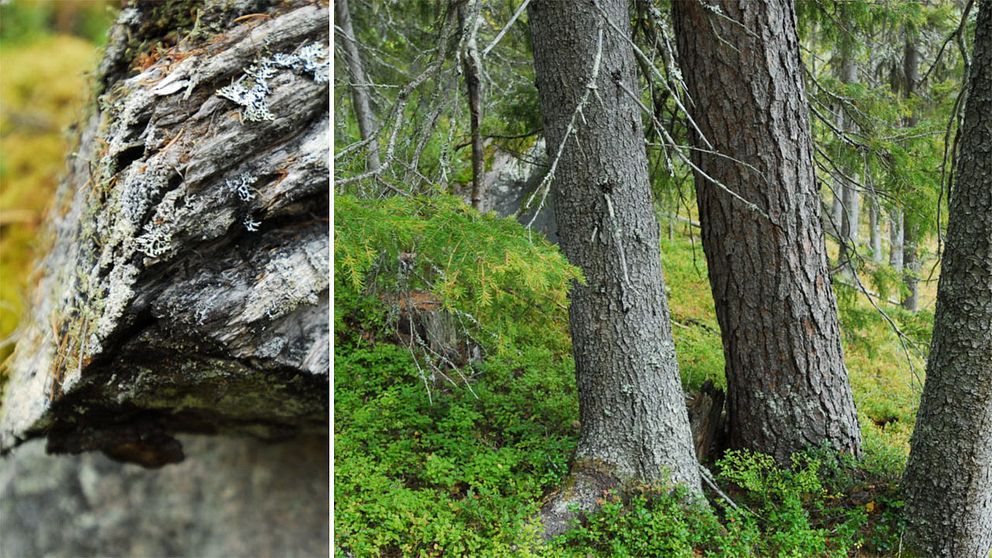 I skogen vid Strandberget finns mer än 10 rödlistade arter och här finns tjäder.