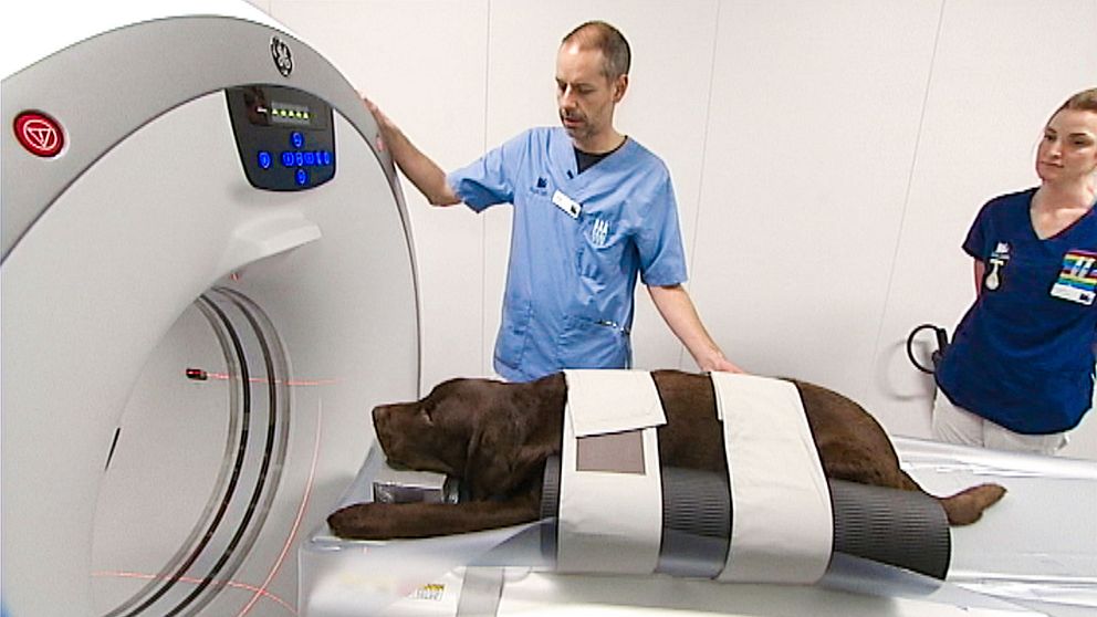 Hunden Memphis provar på Dalarnas först skiktröntgen för djur
