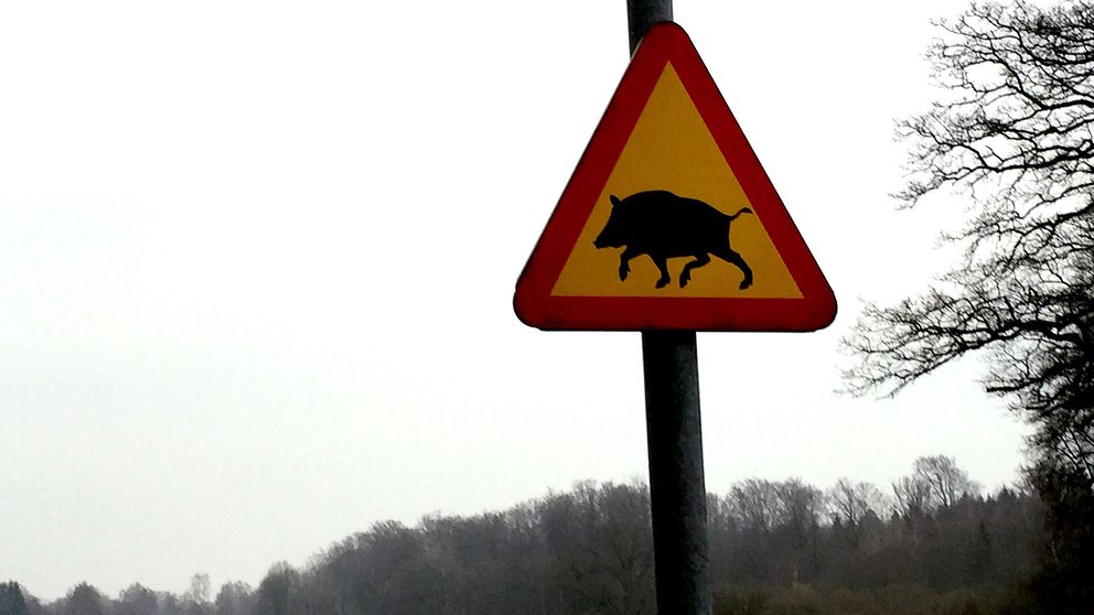 Skylt som varnar för vildsvin