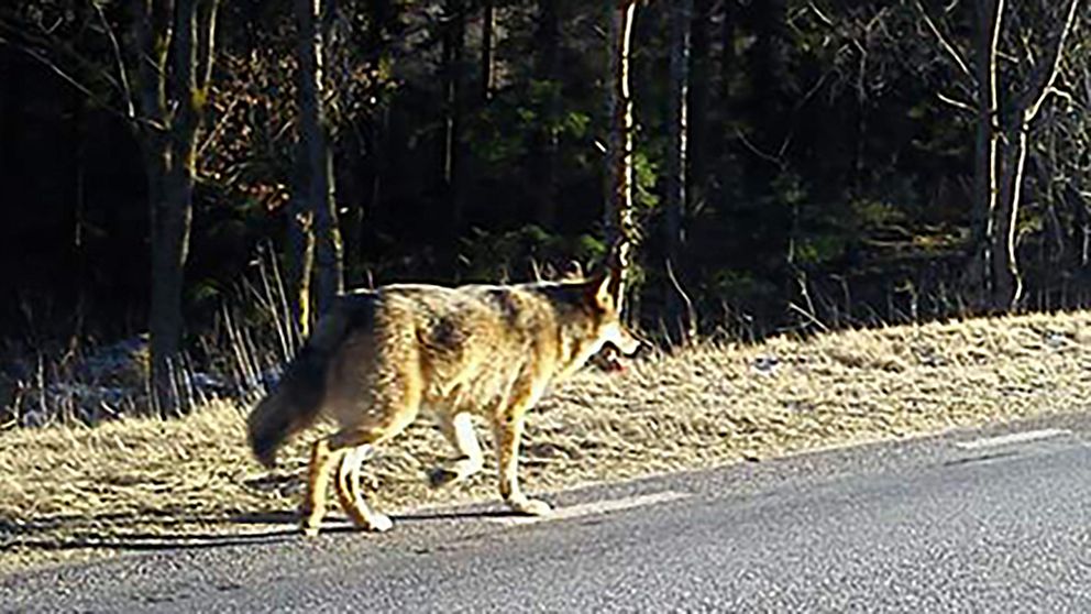 En varg på vägen in mot samhället Okome söder om Ullared.